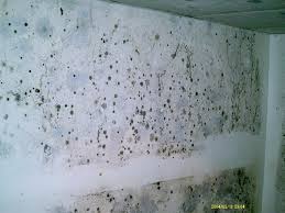 How to remove basement mold