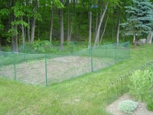 Plastic garden fencing is an inexpensive solution for keeping out small animals.