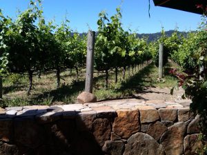 Vineyard grapes at Robert Mondavi