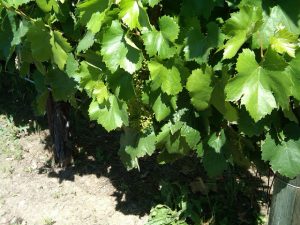 Vineyard Grapes at Robert Mondavi's Vineyard