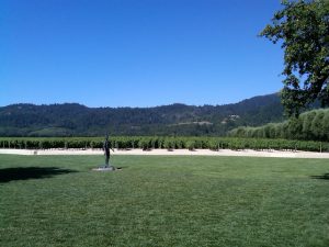 The Robert Mondavi Vineyard