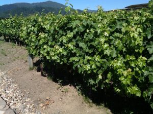 Vineyard grapes